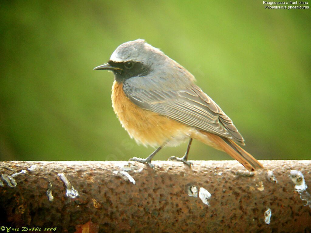 Common Redstart