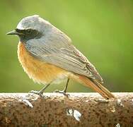 Common Redstart