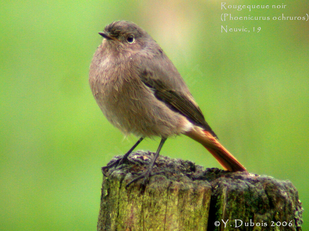 Black Redstart