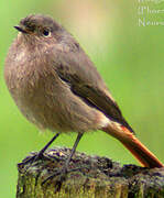 Black Redstart