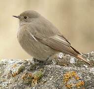 Black Redstart