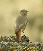 Black Redstart