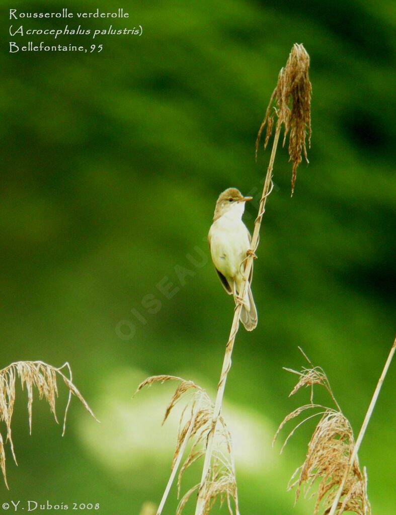 Marsh Warbler