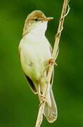 Marsh Warbler