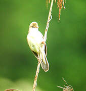 Marsh Warbler