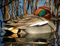 Eurasian Teal