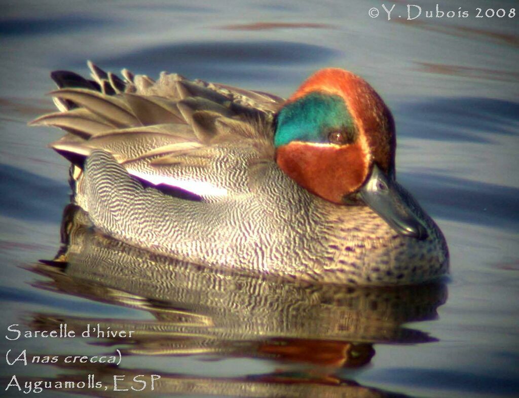 Eurasian Teal