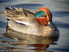 Eurasian Teal