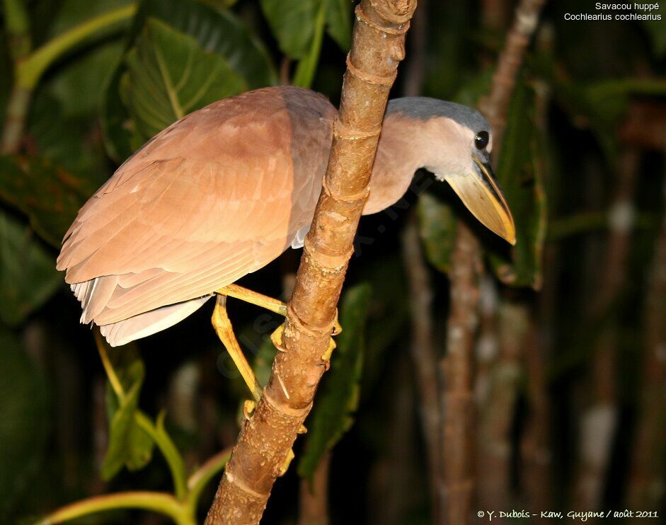 Boat-billed Heron