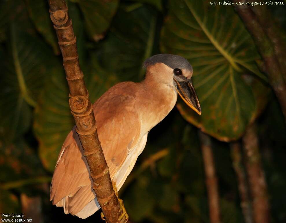 Boat-billed Heronadult, identification