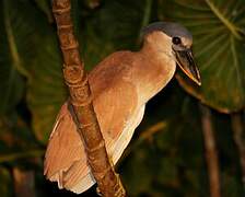 Boat-billed Heron