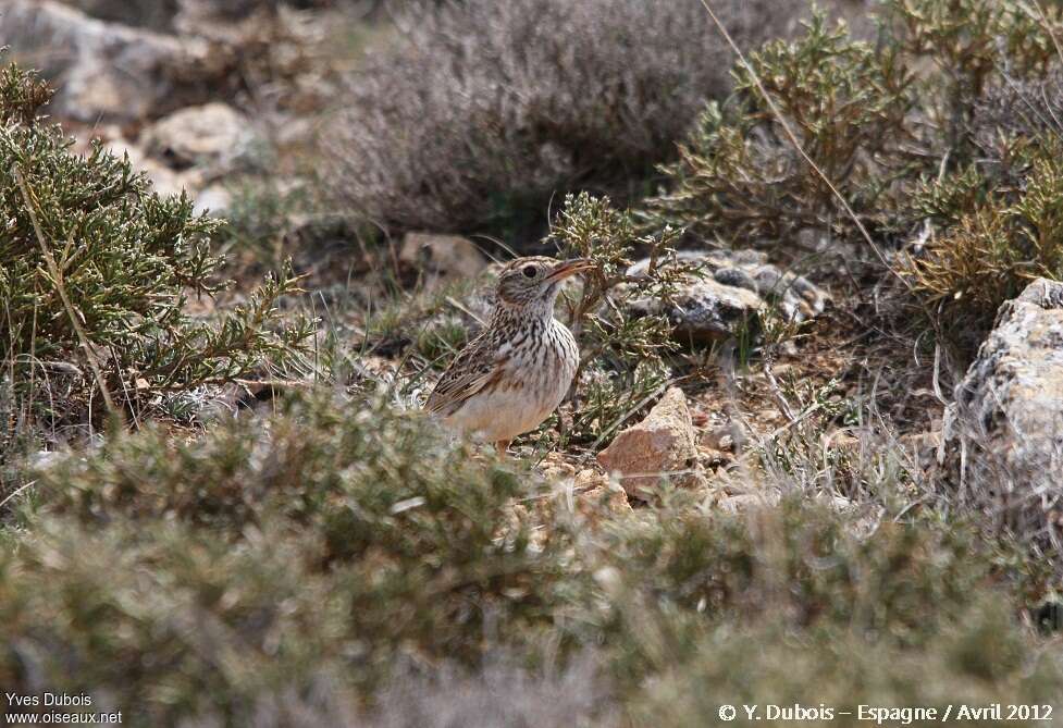 Dupont's Larkadult, habitat, pigmentation, Behaviour