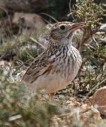 Dupont's Lark