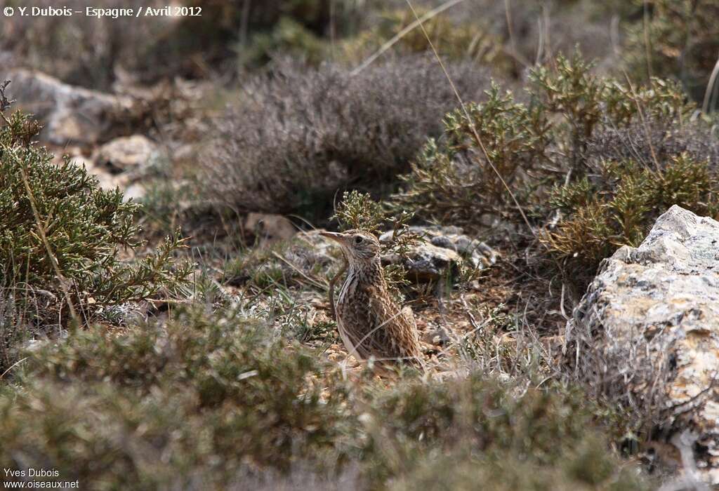 Sirli de Dupontadulte, habitat, camouflage, pigmentation, Comportement