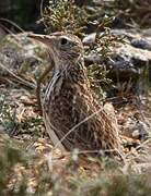 Dupont's Lark