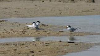 Little Tern