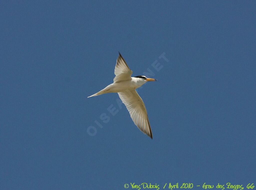 Little Tern