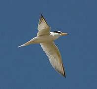 Little Tern