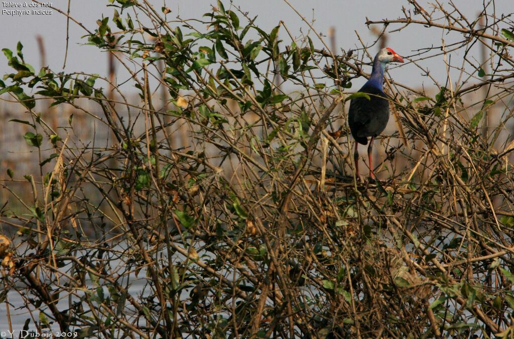 Black-backed Swamphen