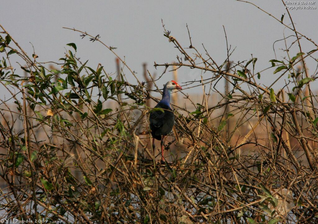 Black-backed Swamphen