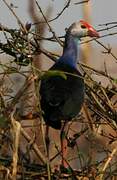 Black-backed Swamphen