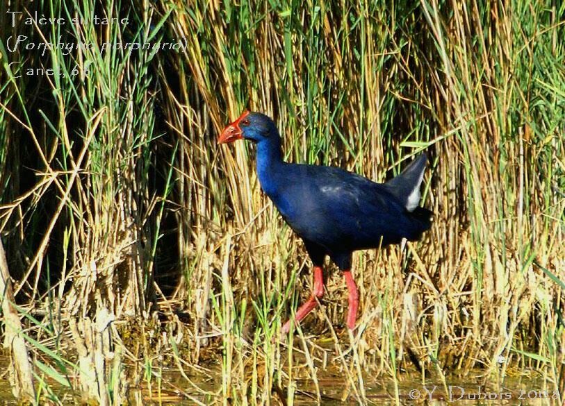 Western Swamphenadult