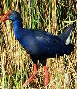 Western Swamphen