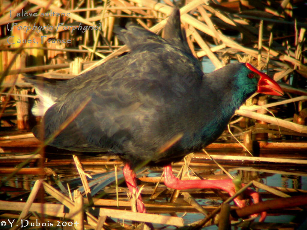 Western Swamphen