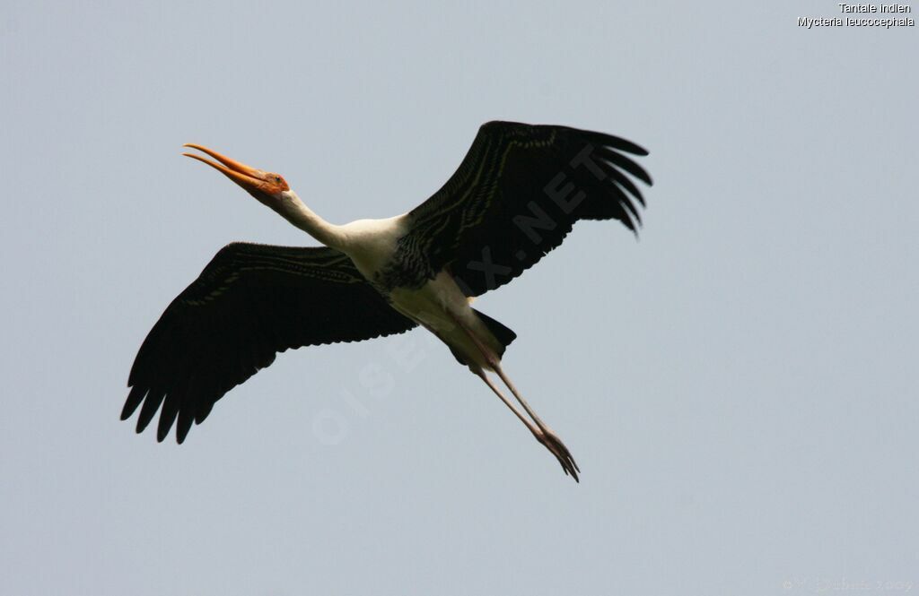 Painted Stork