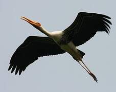 Painted Stork