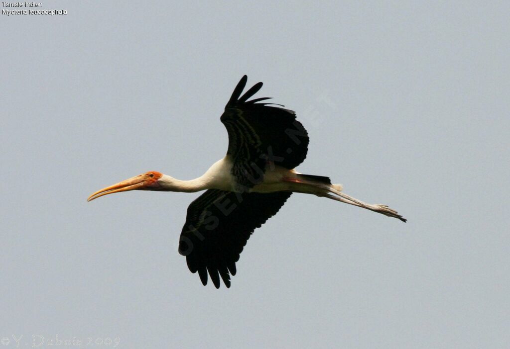 Painted Stork