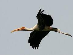 Painted Stork