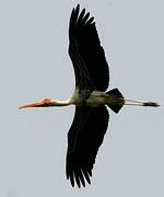 Painted Stork