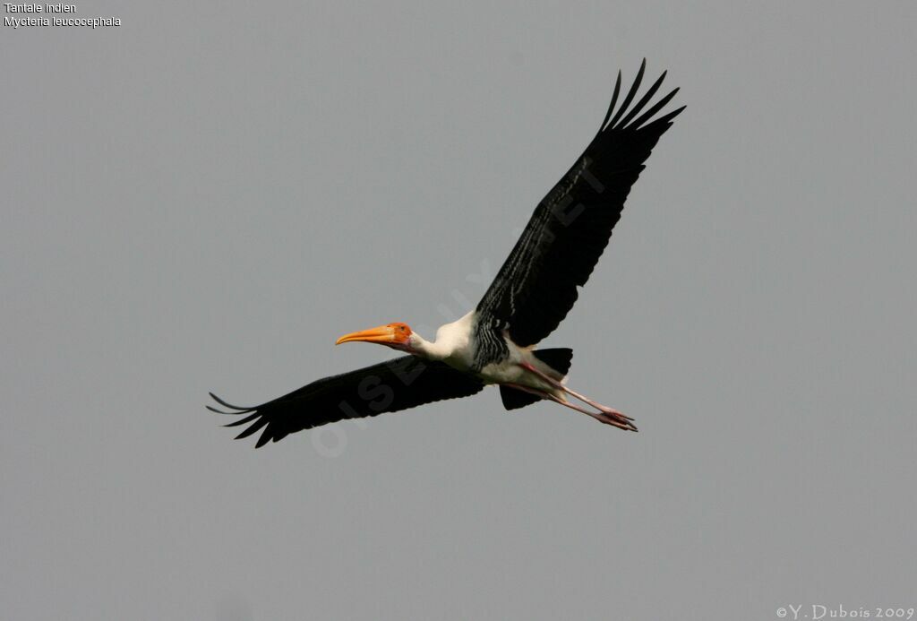 Painted Stork