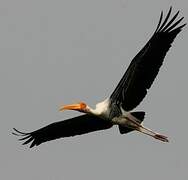 Painted Stork