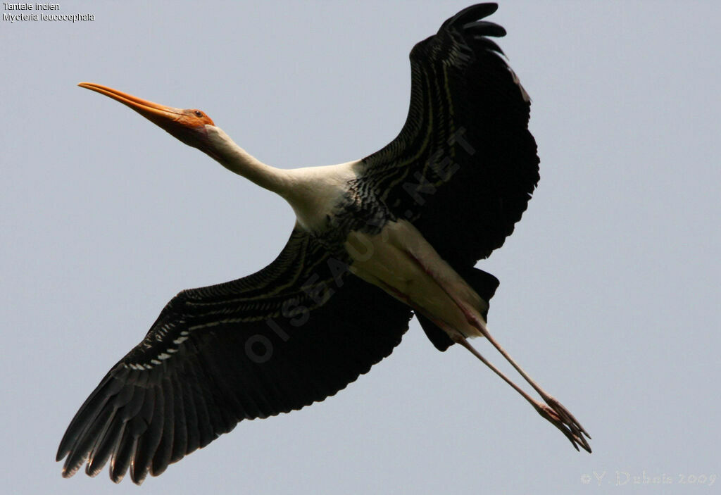 Painted Stork