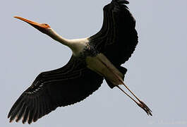 Painted Stork