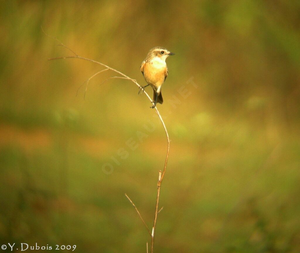 Siberian Stonechat