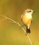 Siberian Stonechat