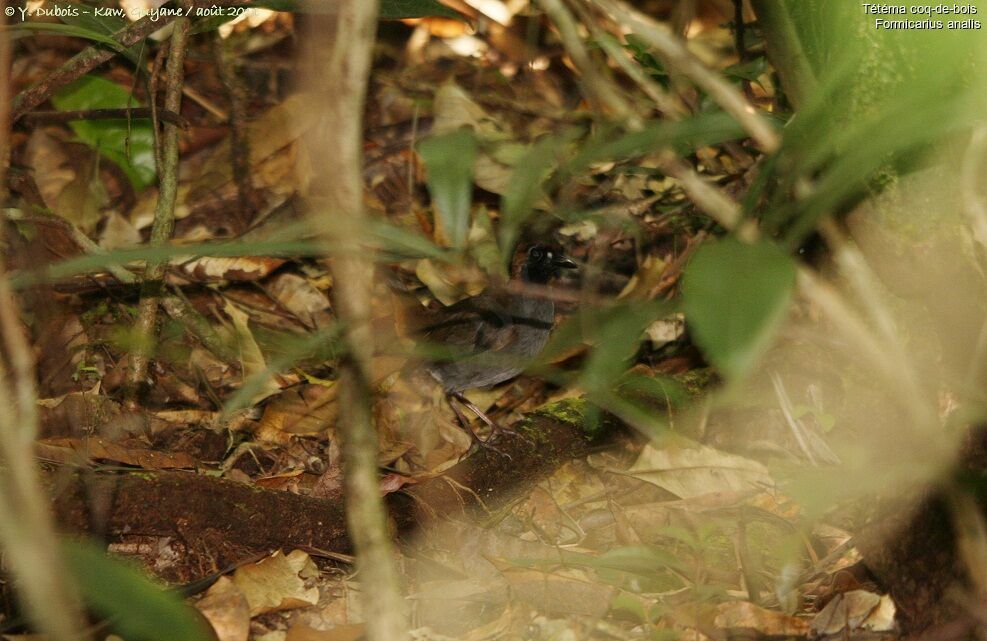 Black-faced Antthrush