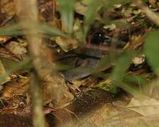 Black-faced Antthrush