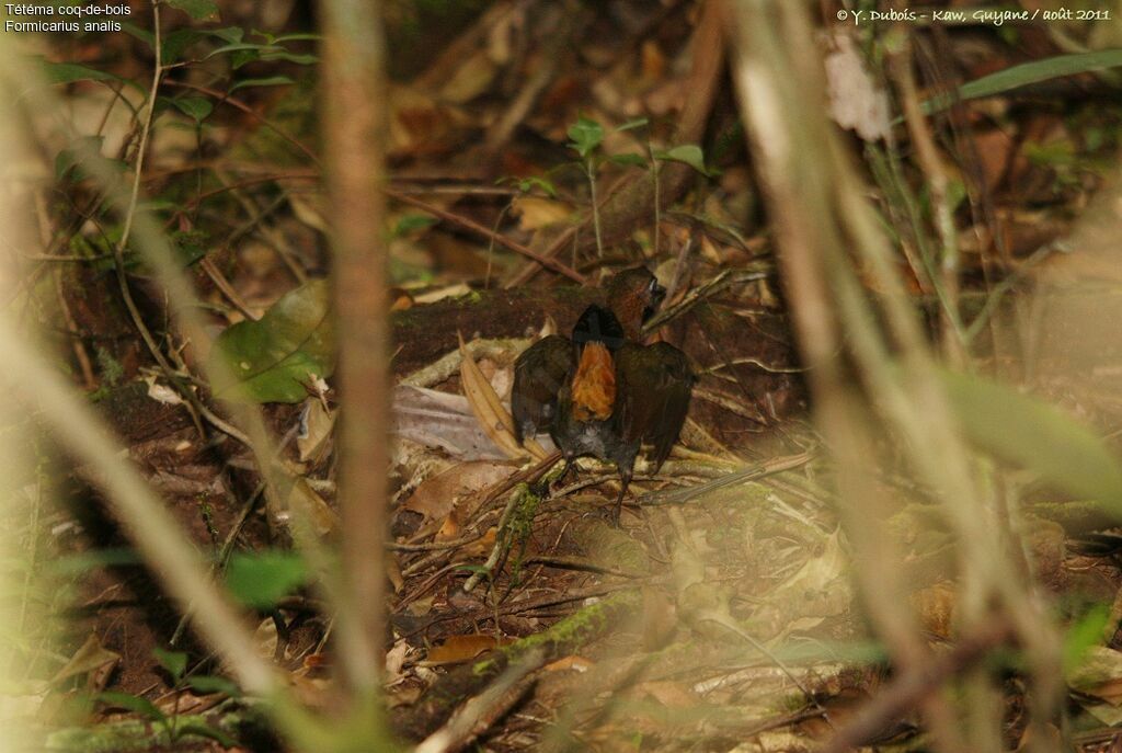 Black-faced Antthrush