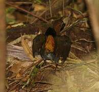 Black-faced Antthrush