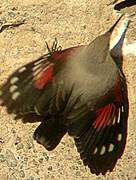 Wallcreeper