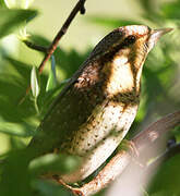 Eurasian Wryneck