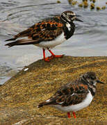 Ruddy Turnstone