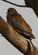 Laughing Dove