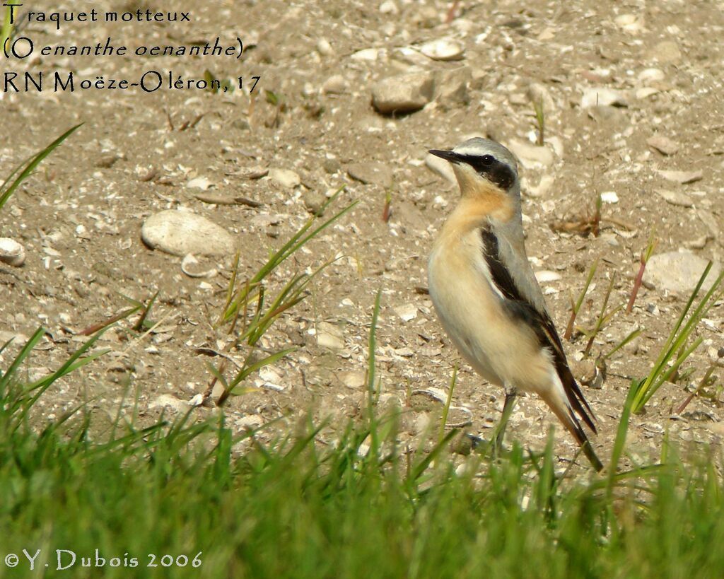 Northern Wheatear