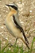 Northern Wheatear