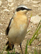 Northern Wheatear